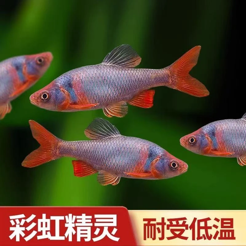 彩虹精灵鱼卢伦真原生耐寒冷水鱼群游宠物观赏鱼好养淡水鲤科小型