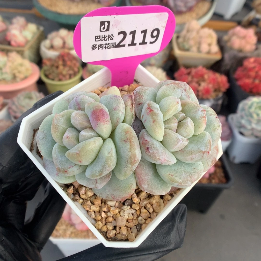 2119 冰玉石化多肉