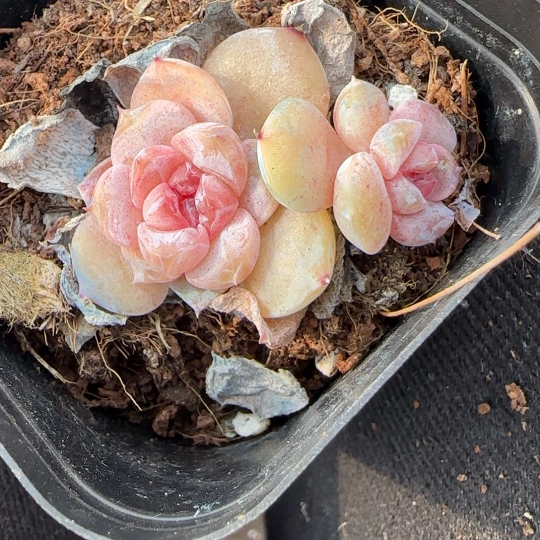 多肉小卡拉米糖心一物一拍