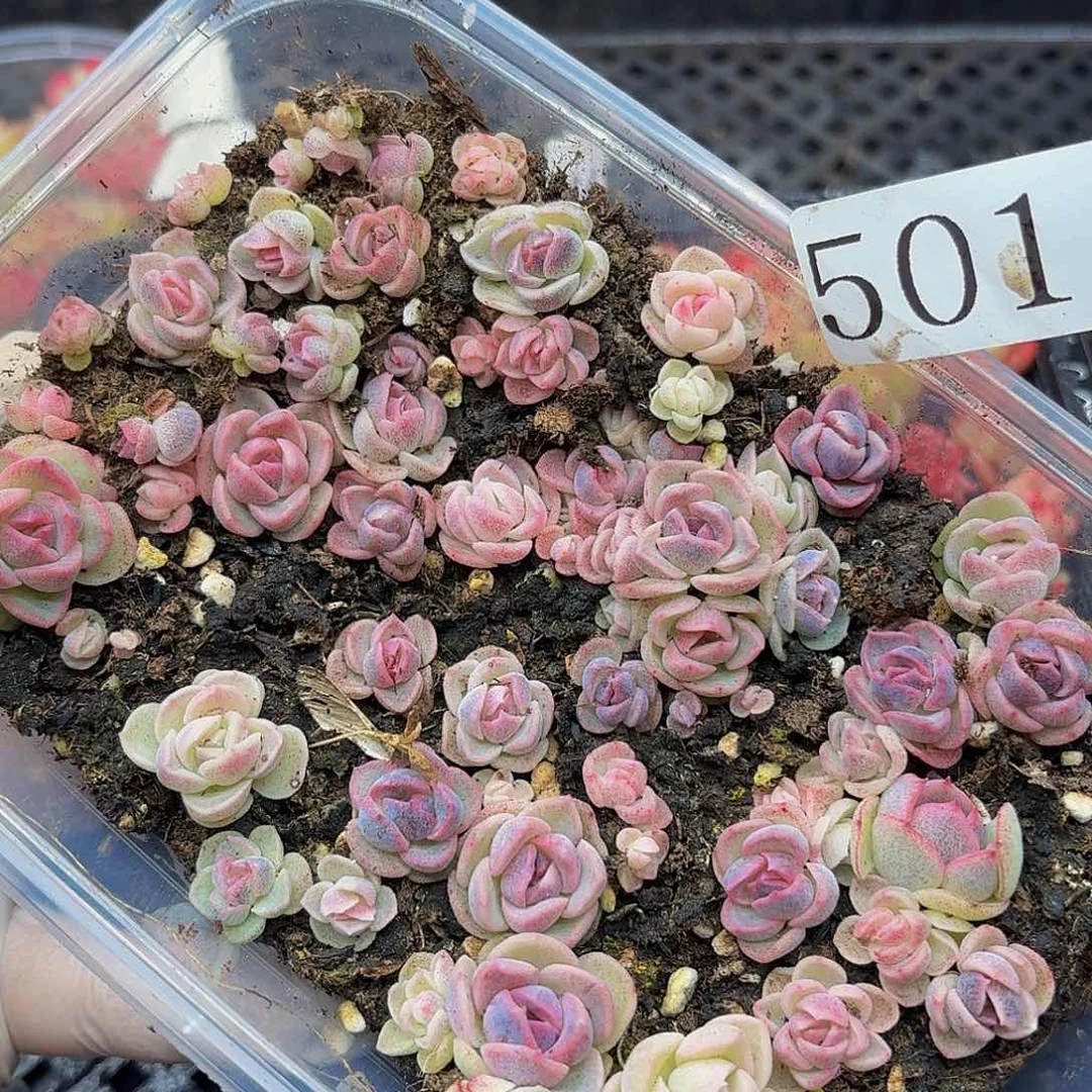 多肉植物多肉植物501