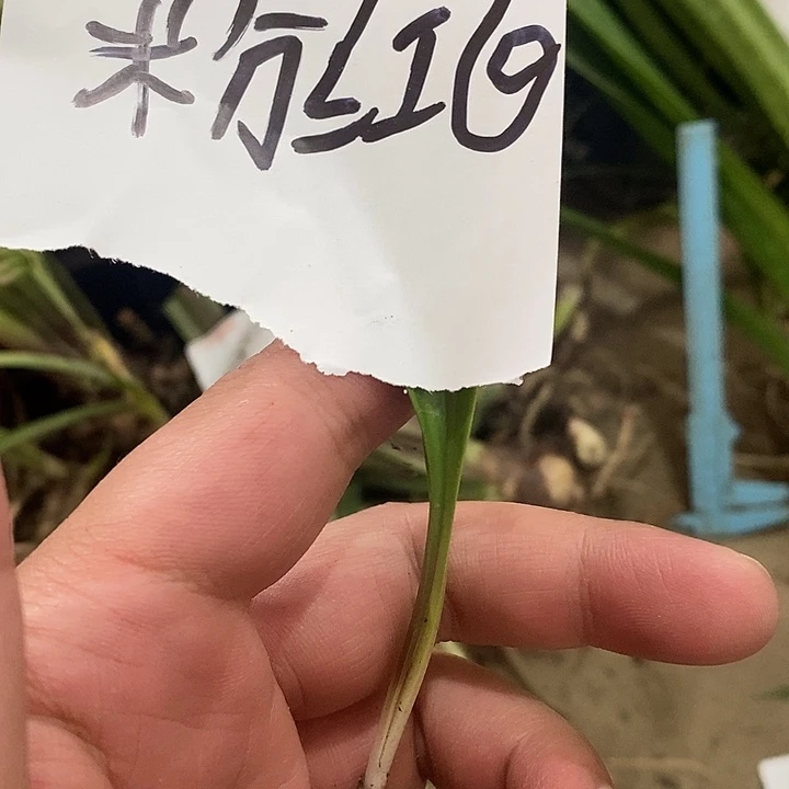 粉红G朱顶红迷你朱顶红