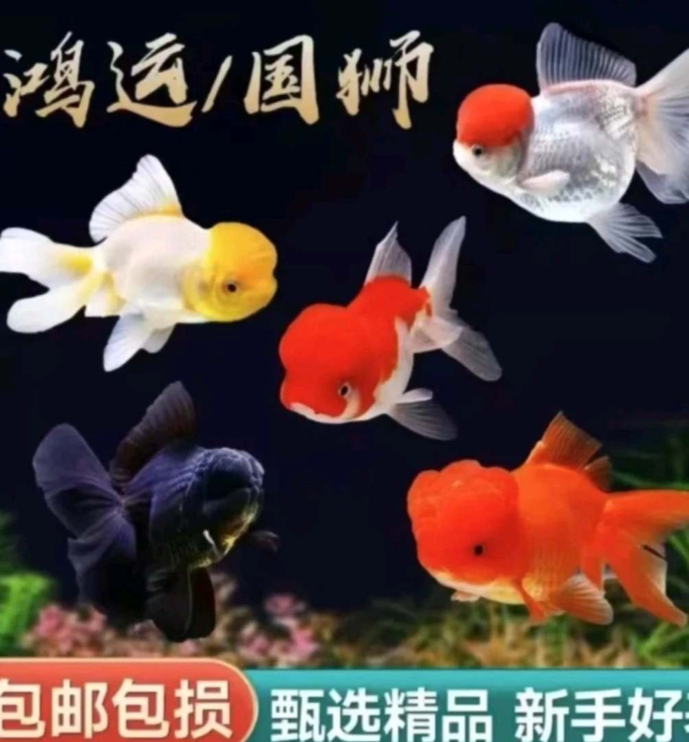 招财观赏鱼龙睛国狮兰寿泰狮等多种品种淡水冷水锦鲤鱼苗好养易活