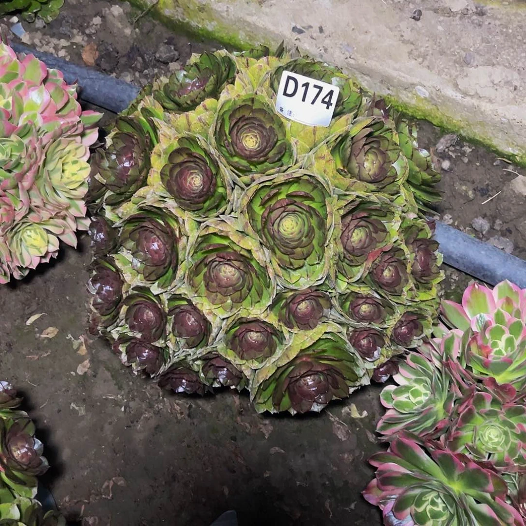 法师法师14-20包邮法师