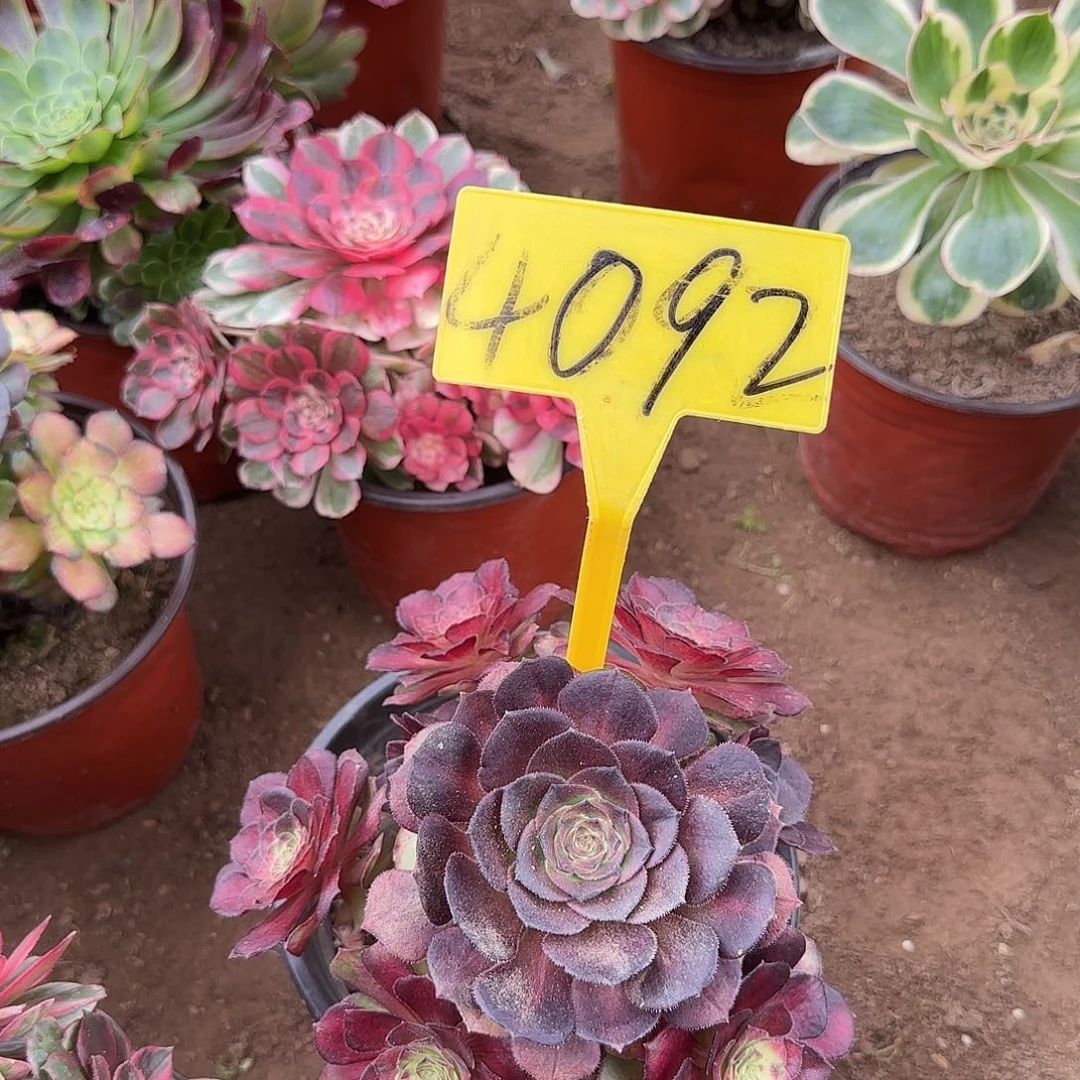 4092---海王七彩多头多肉