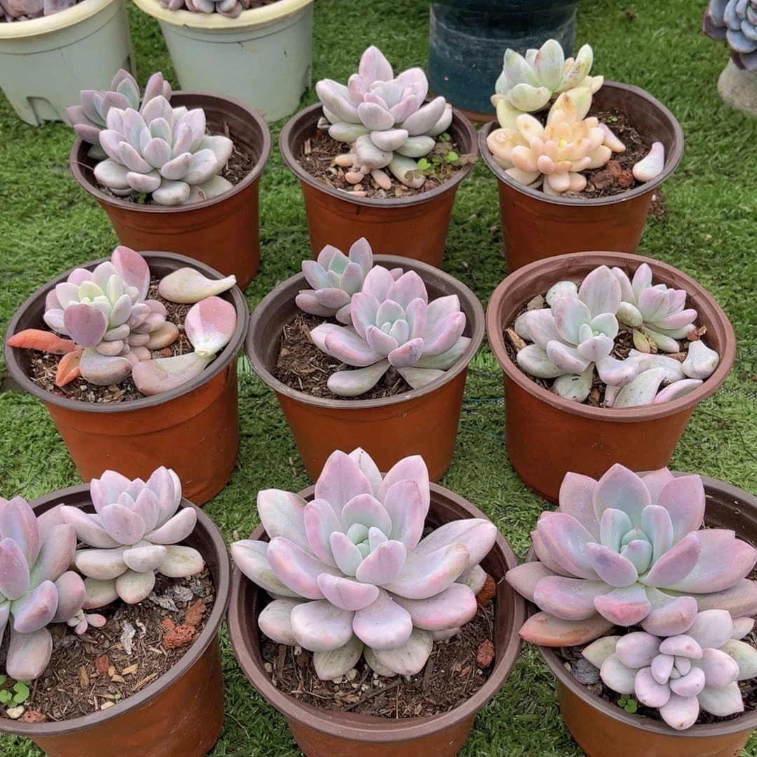 奥普琳娜锦，官服8-11