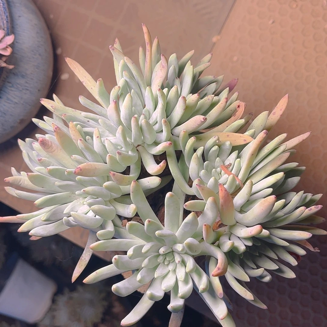 白菊杂就到老朱多头
