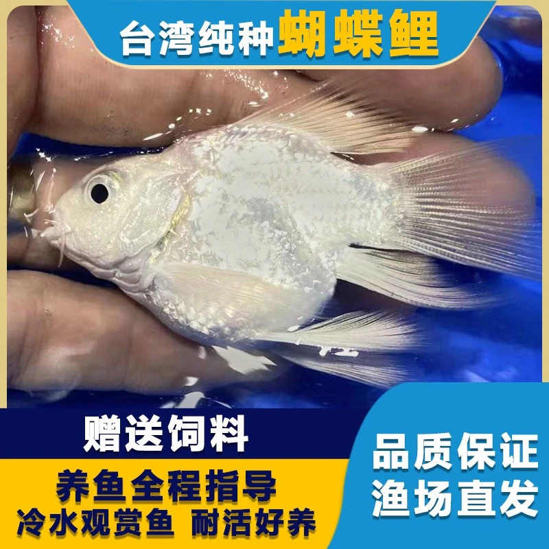 直播间台湾纯正球体蝴蝶鲤观赏鱼冷淡水狮子头高背大长尾锦鲤活体