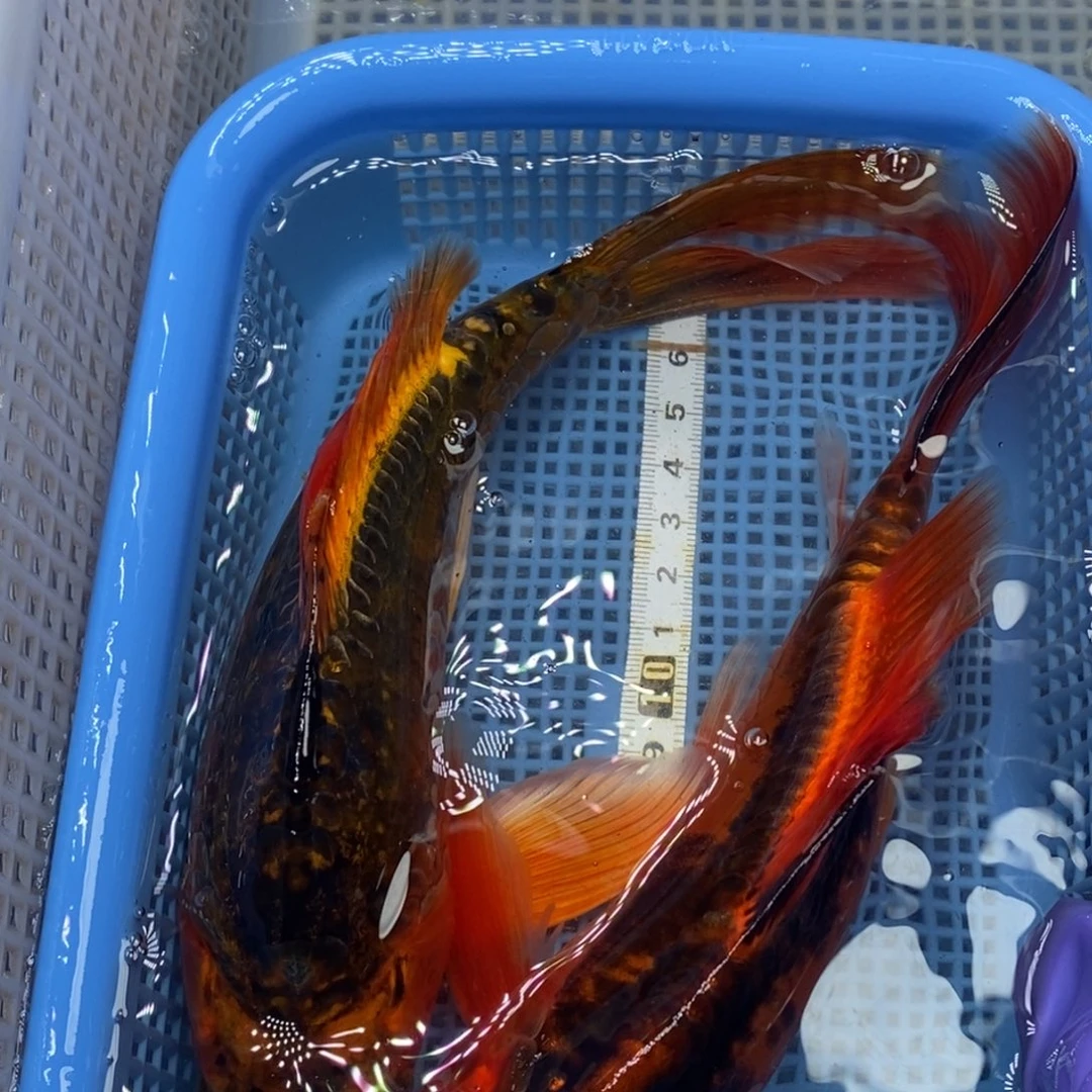 锦鲤冷水锦鲤包邮