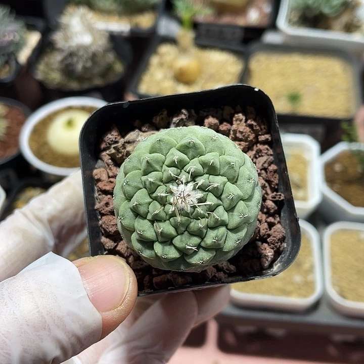 499浮力菊水缀化，