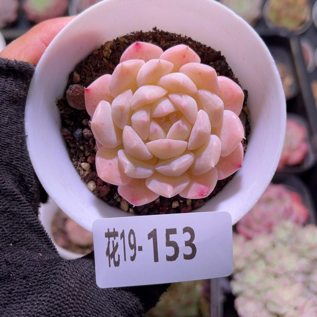 花19-153白桃汽水