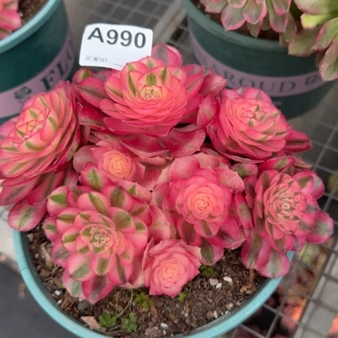 990倾城朵朵18厘米左右