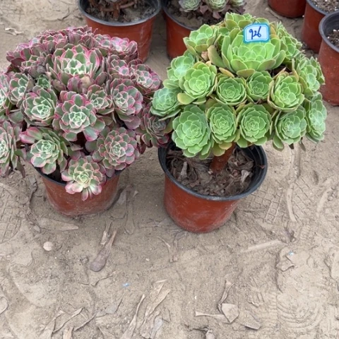 926多肉植物组合,