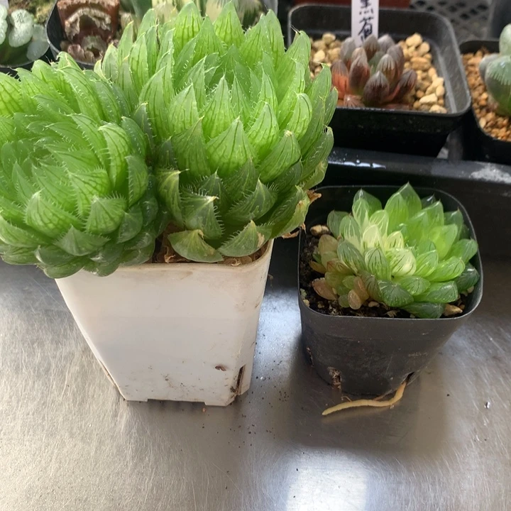 樱水晶+花火玉露锦