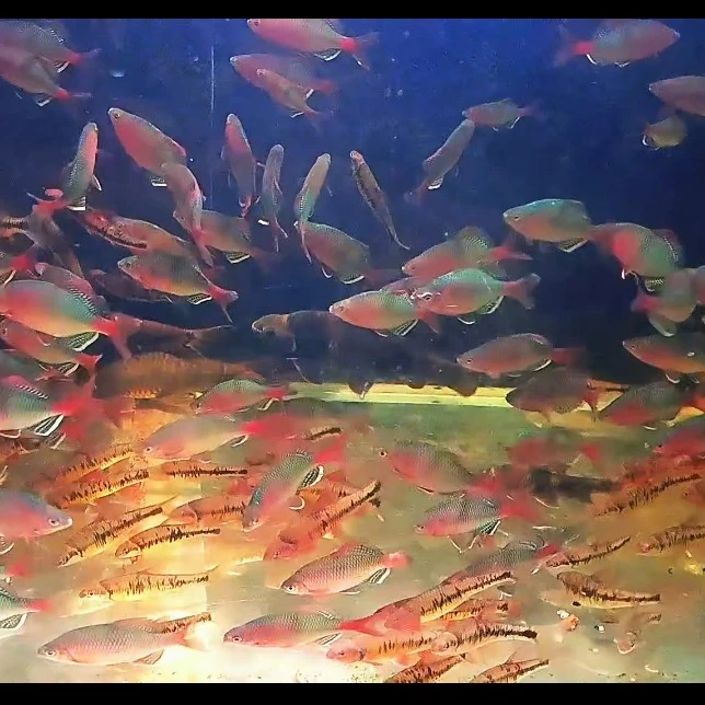 越南鳑鲏 越南鱊小体型原生鱼活体包邮