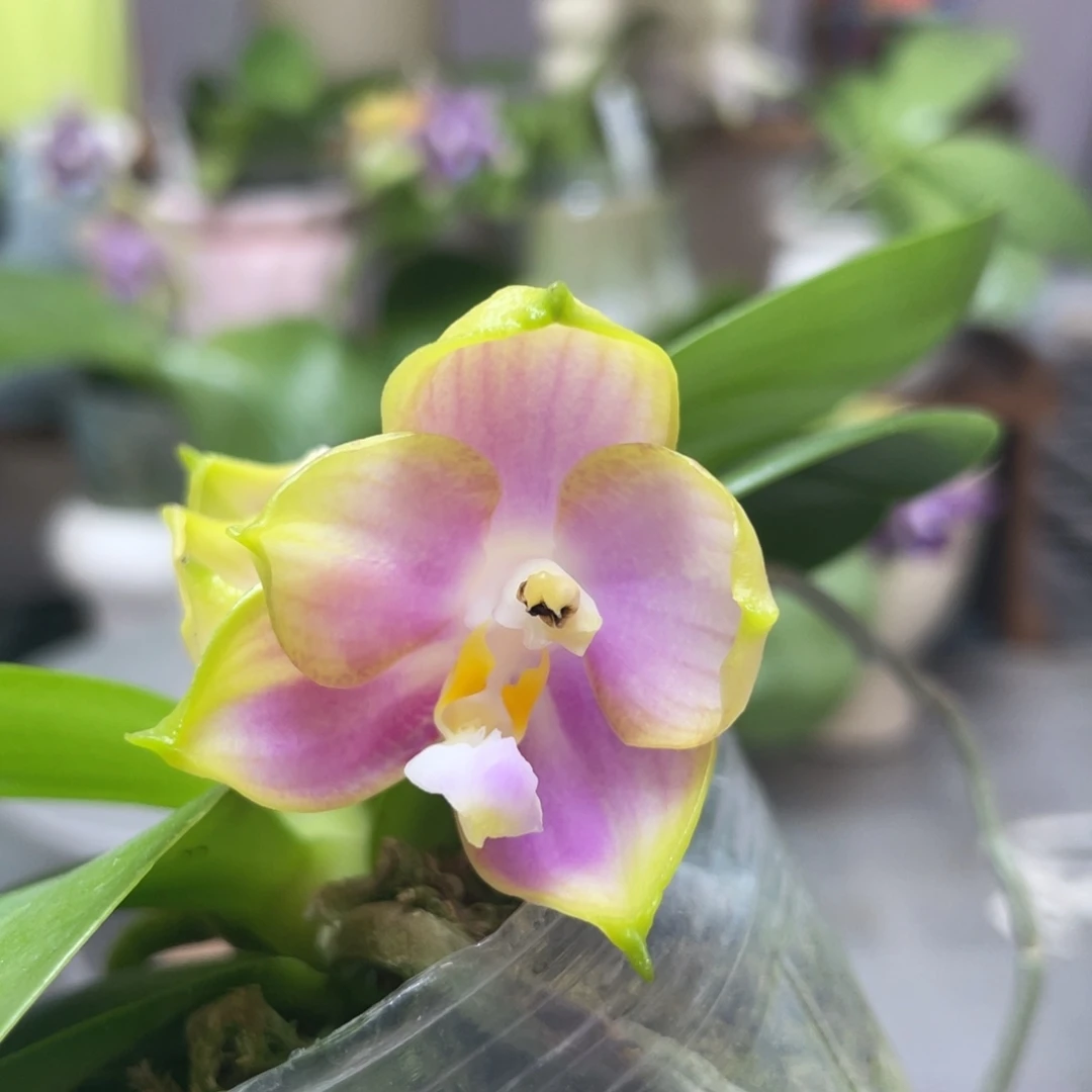 完全开放龙玛丽，2.5杯开花株