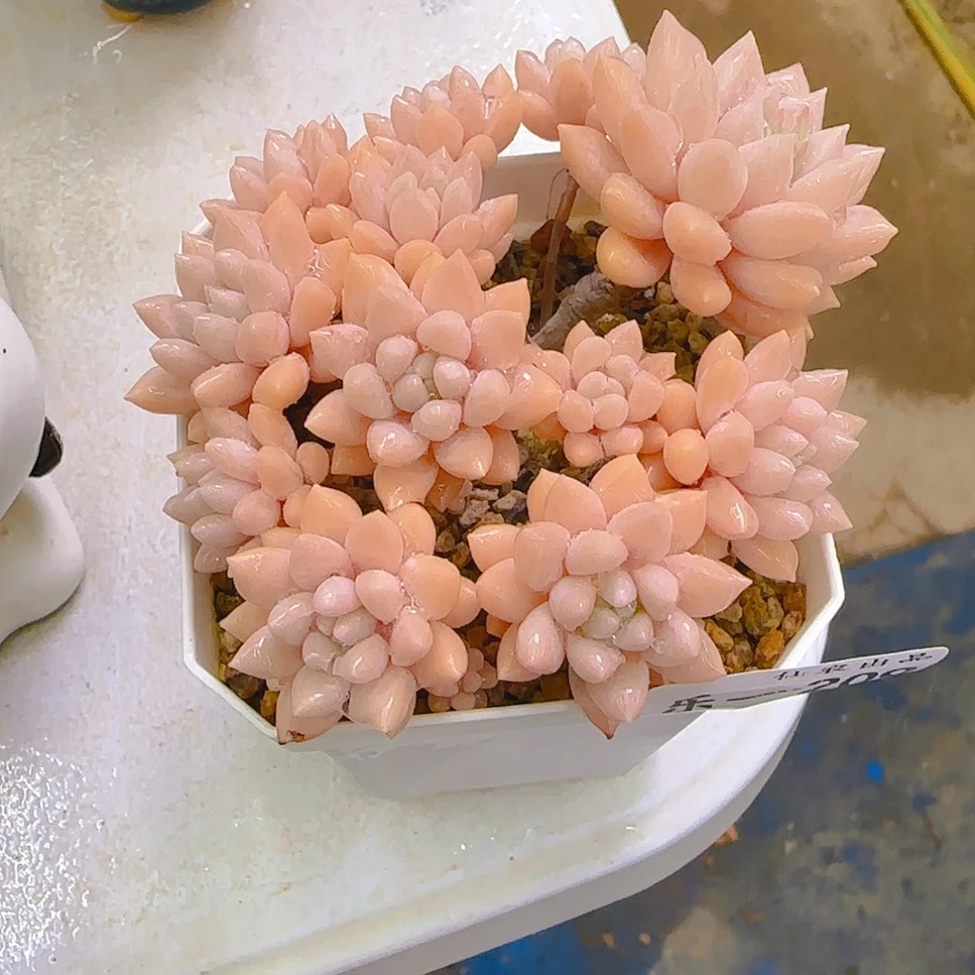 森***晓小叶秋波，209、仙农出品