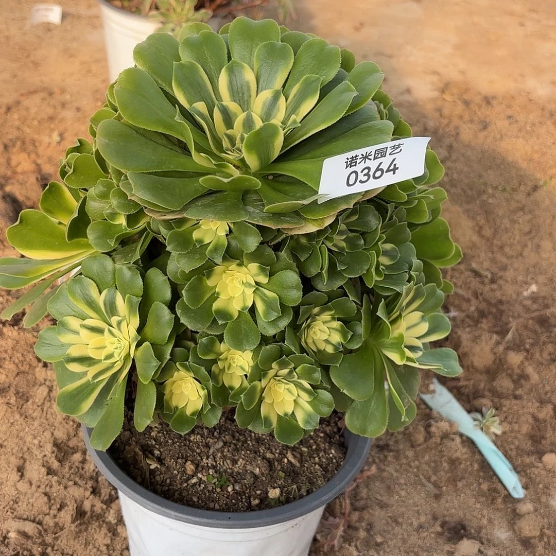 新尼亚手捧多肉植物364