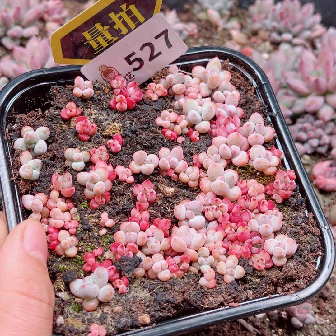 多肉植物多肉植物