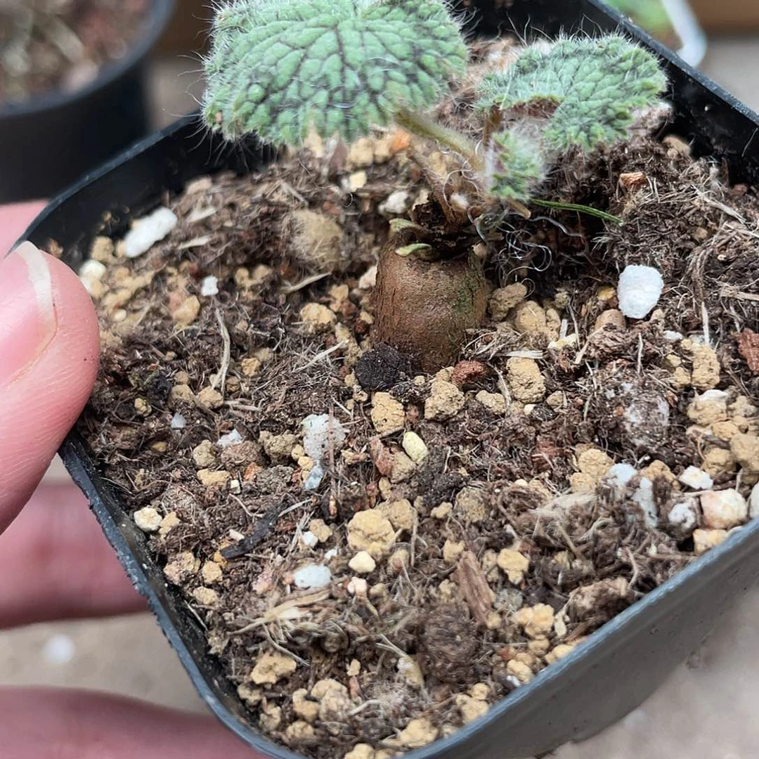 471圆叶洋葵（满18元包邮）