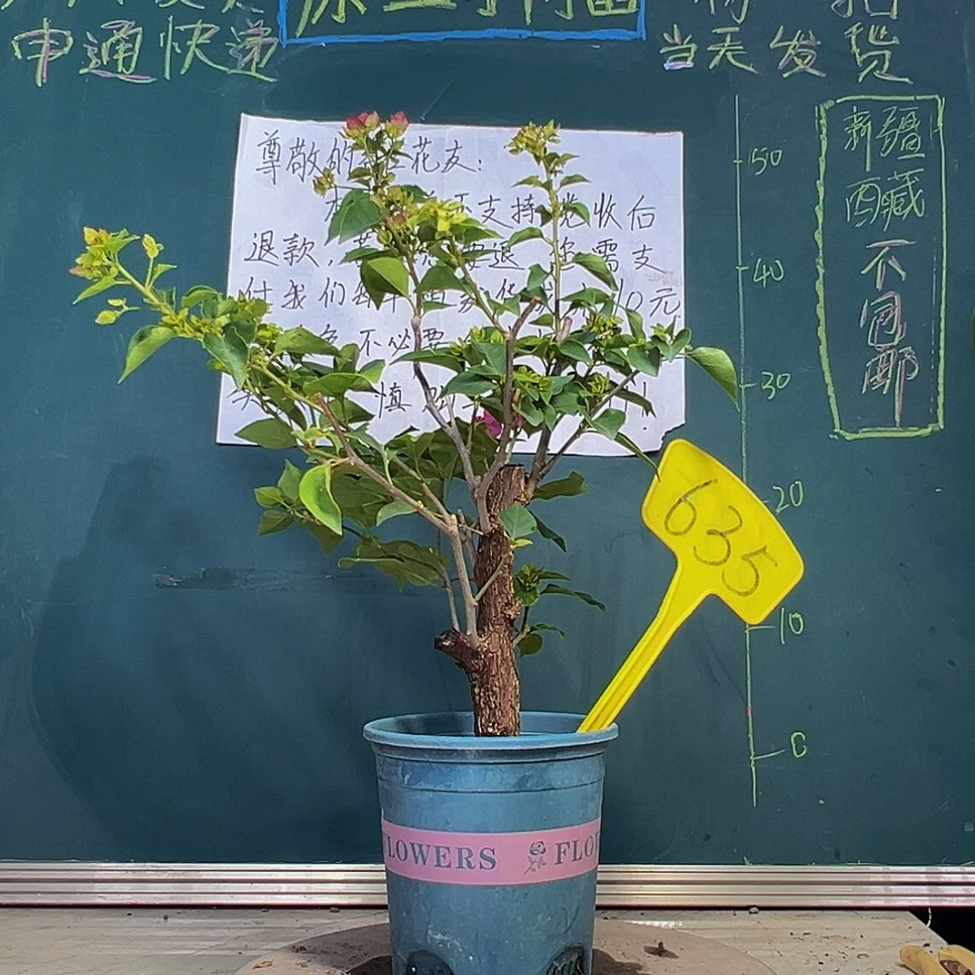 当前无花栽培后可以开花绿叶宫粉 粗杆 635