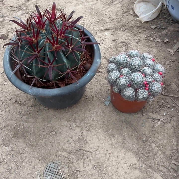 6***、吉祥如意等名家的书法