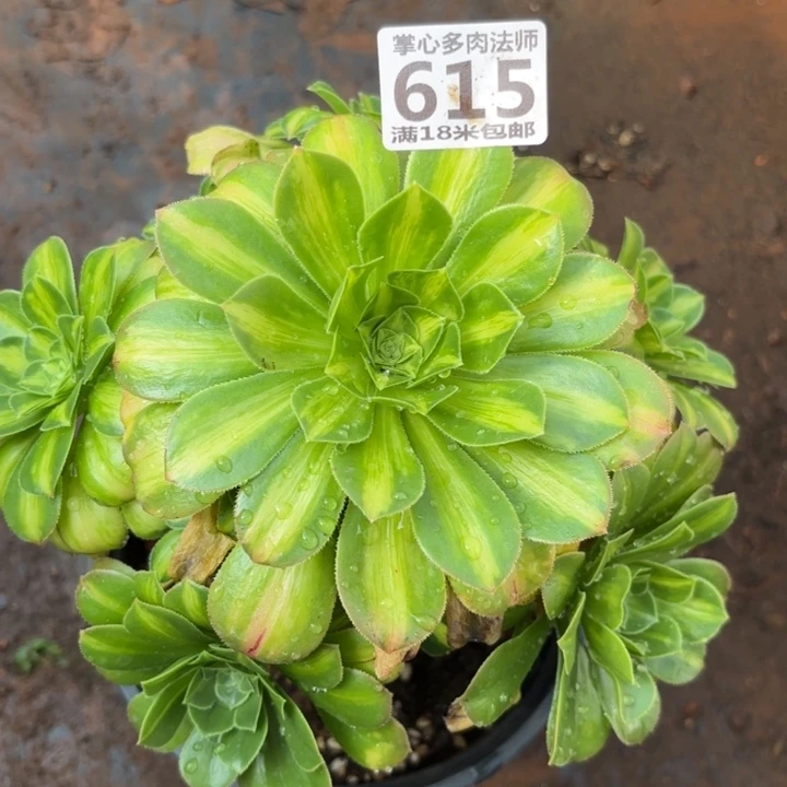 615翡翠琉璃掌心多肉法师锦不包侧枝断枝