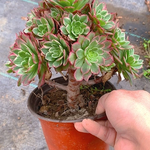 811莲花多肉植物