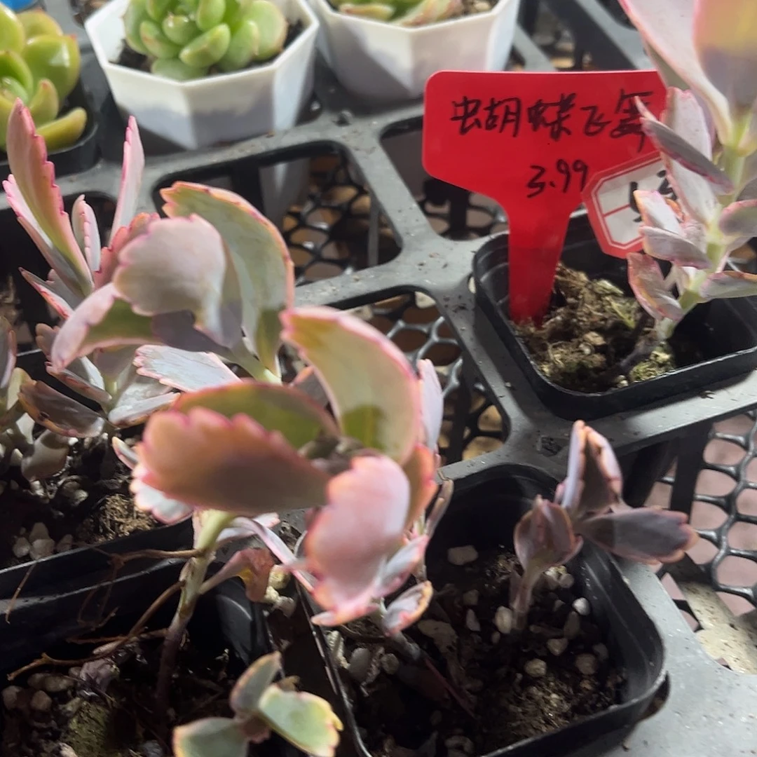 蝴蝶飞舞精品多肉植物