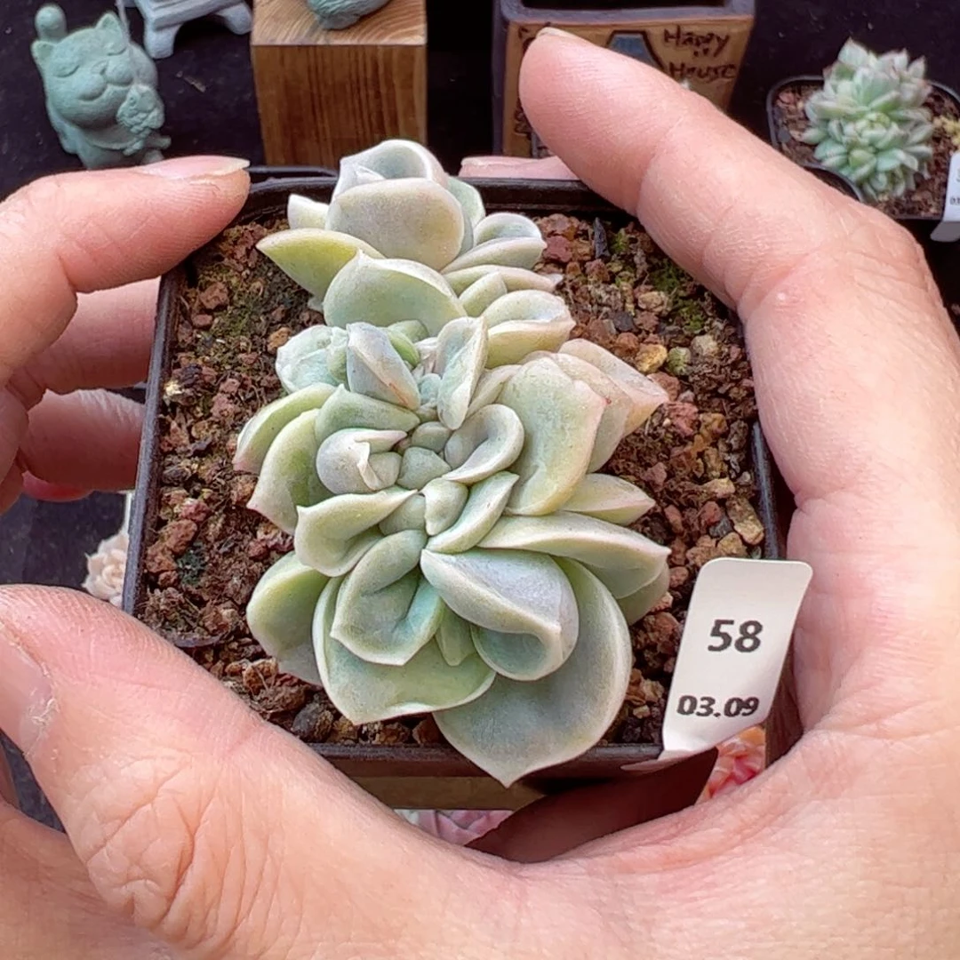 可爱玫瑰缀58、哈哈哈