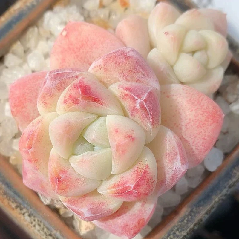 【满9.9包邮】雪媚娘4-5cm多肉植物以直播间展示为主