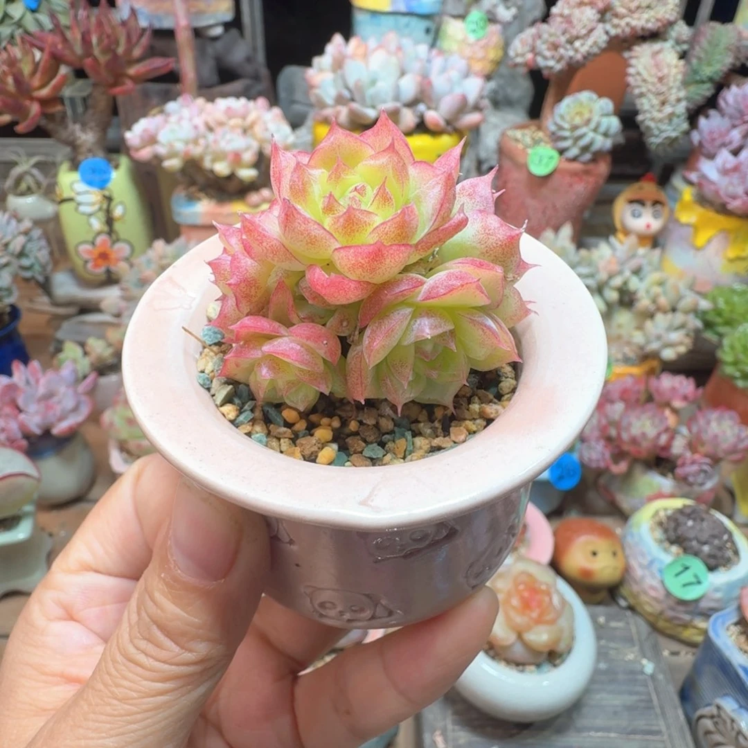 超级潘多拉女王 多肉含盆土 一物一拍