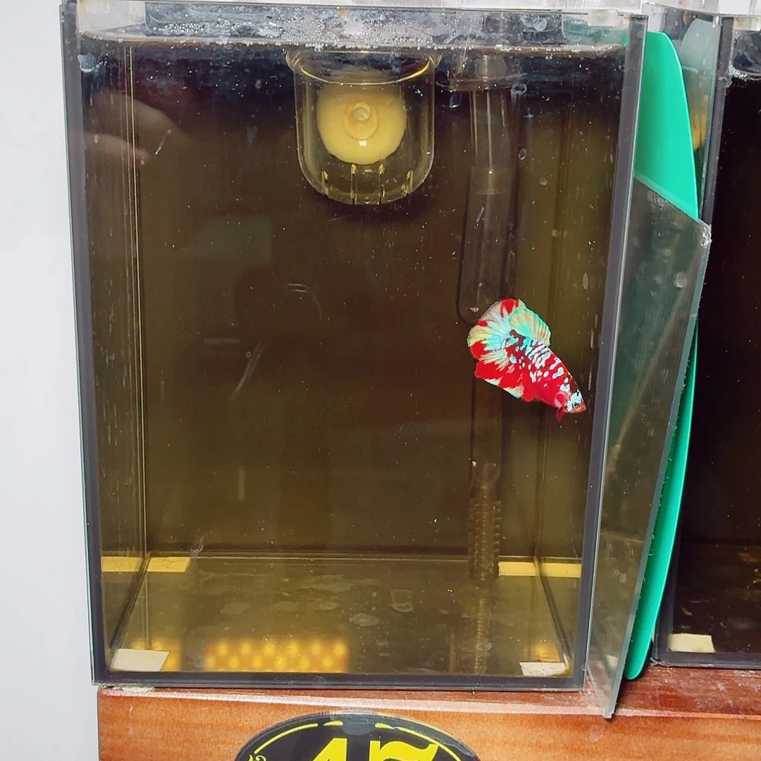 斗鱼彩金将军公鱼