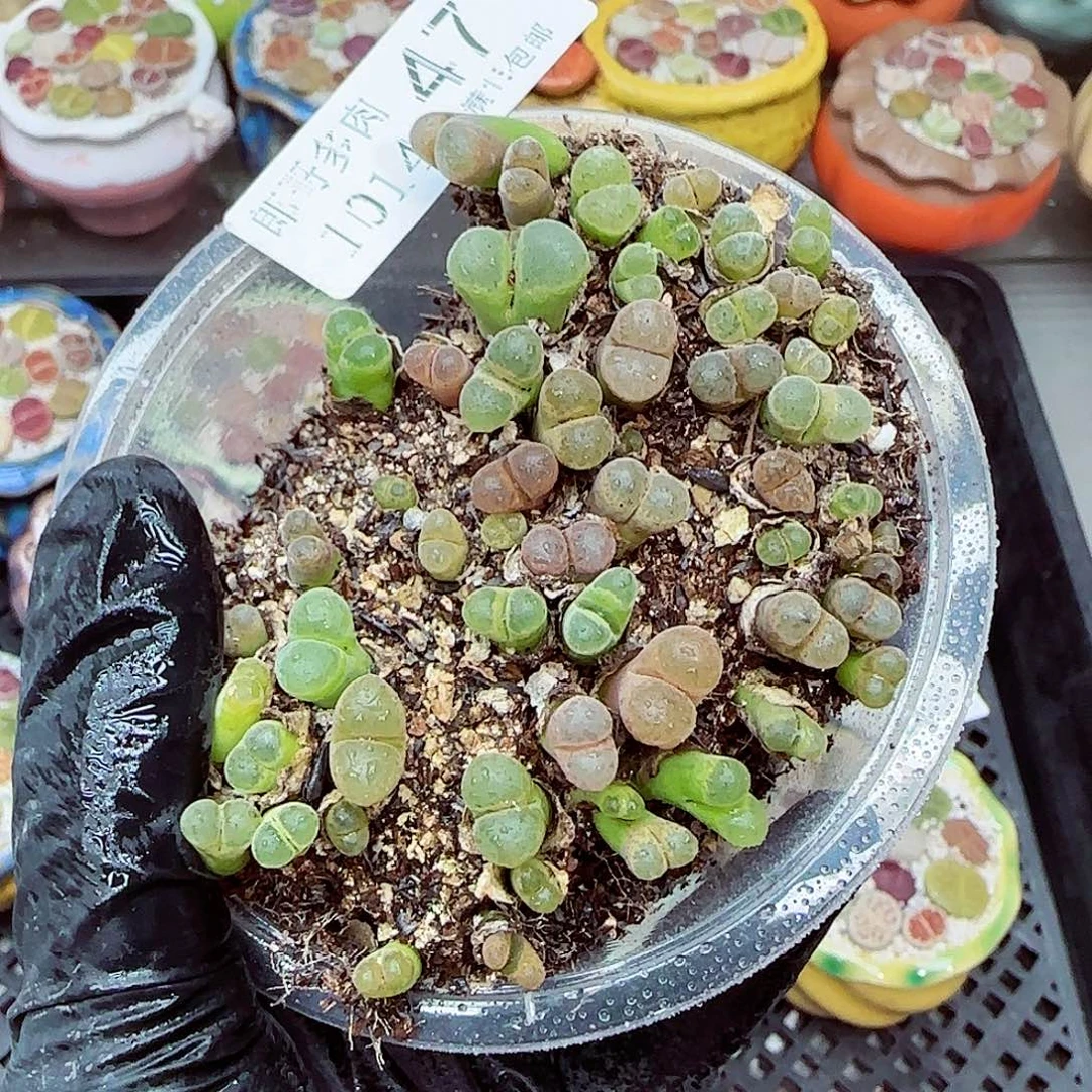 生石花满18包邮1014-47