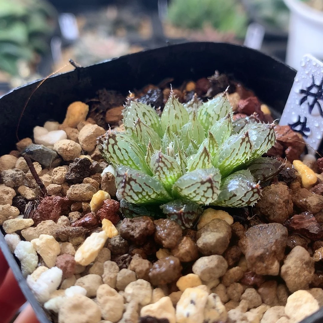 岩兰一物一拍带盆