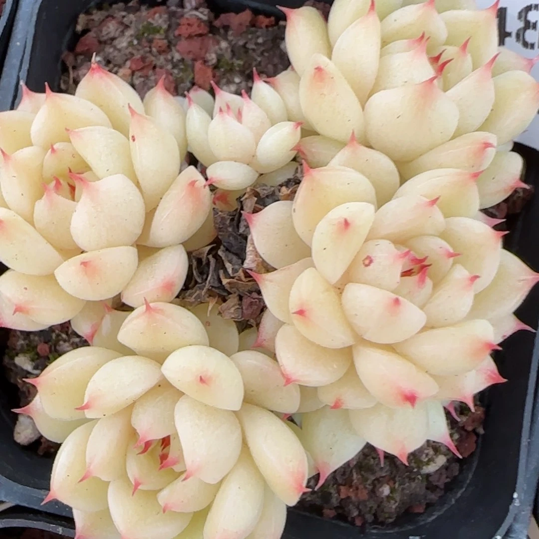 花语逸境0216-483散