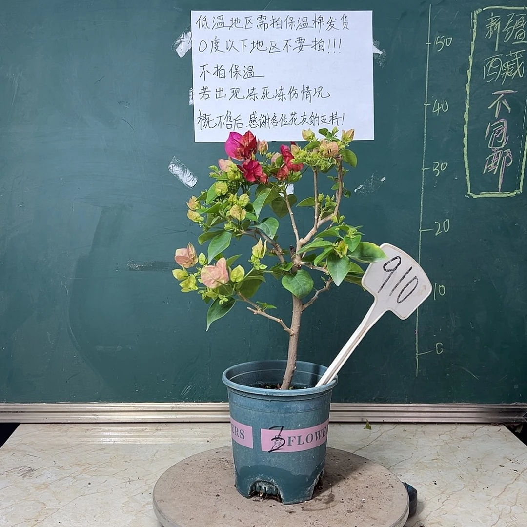 完全开放  绿叶五宝有红花  910