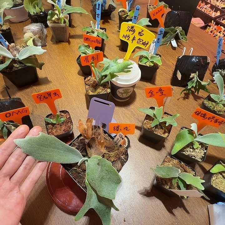 无花朵鹿野直播间竞拍绿龙