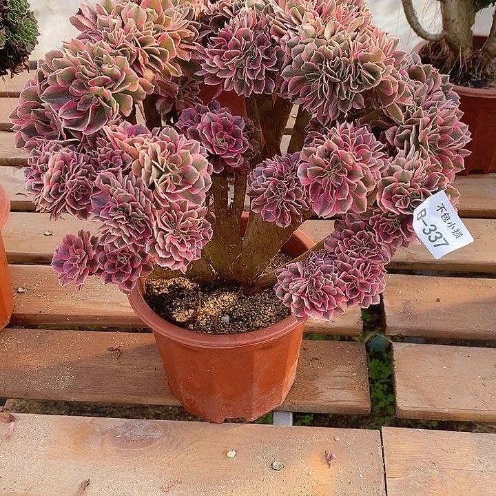 3***7337 女郎缀宽33公分