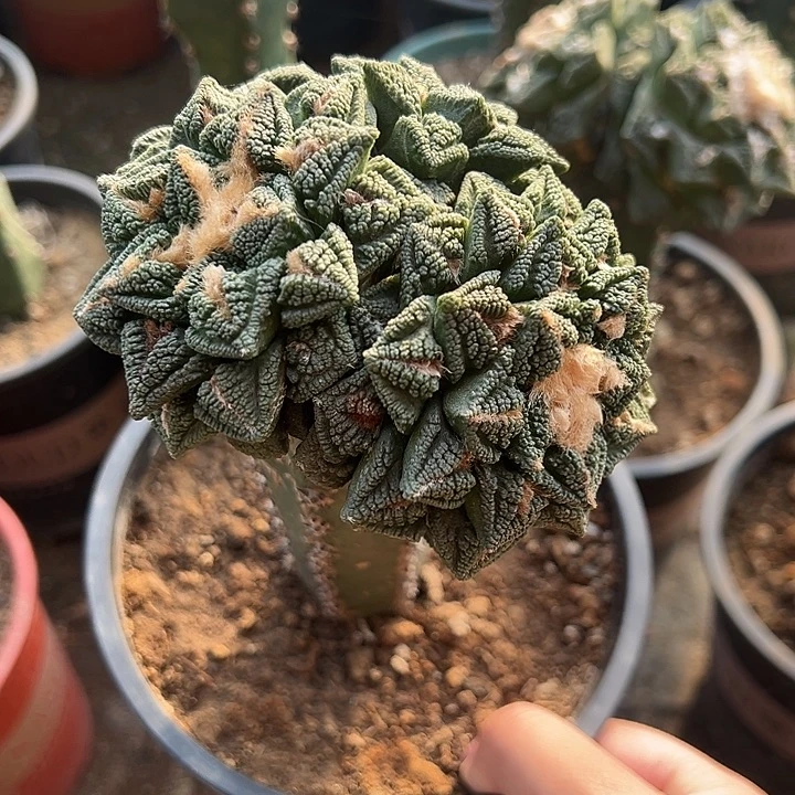 慎***苗接辛顿，尺寸10厘米