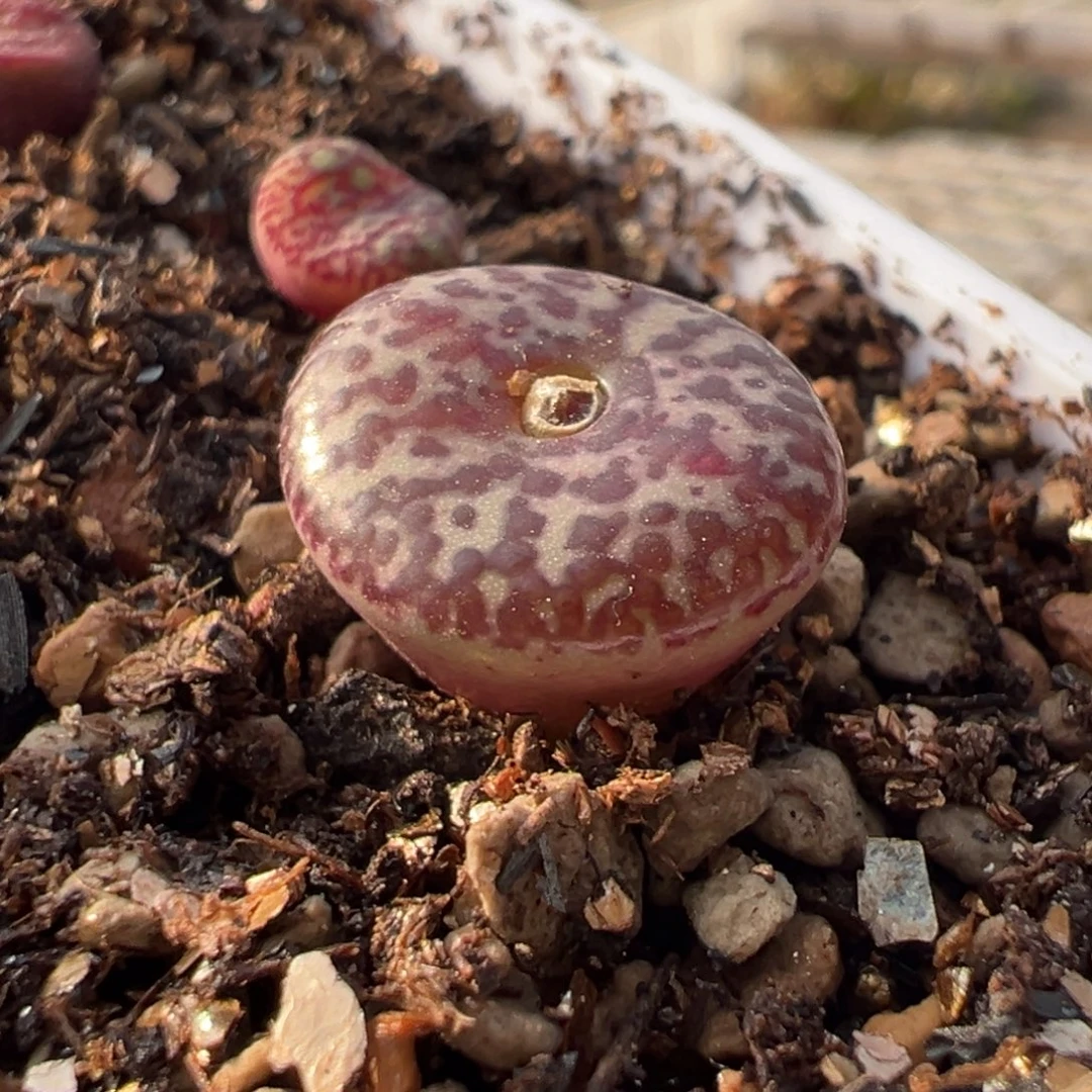 红流水泡点安贞 杂交