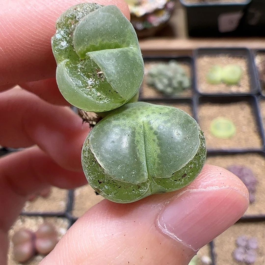 【闪购商品】384 开播福利