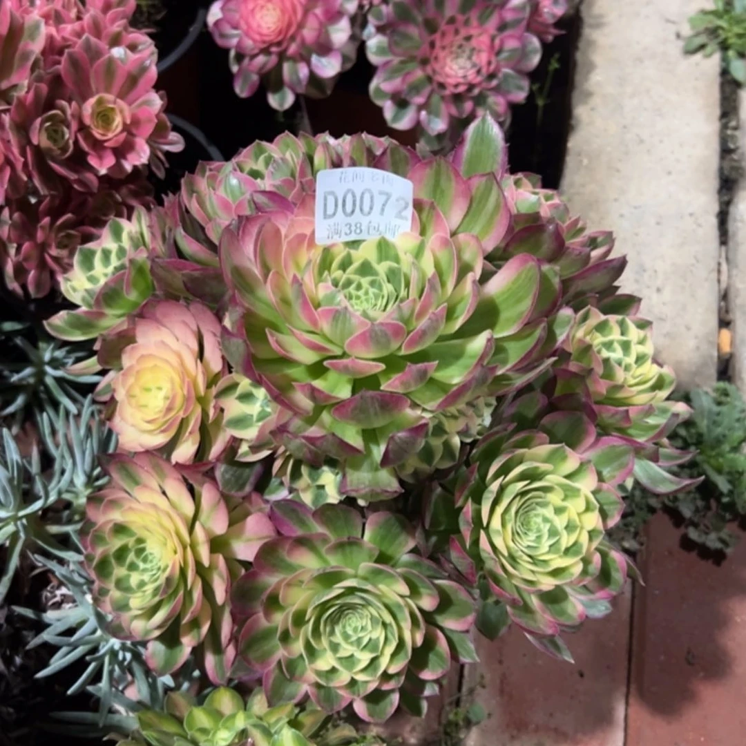 【闪购商品】晨*072海王多肉
