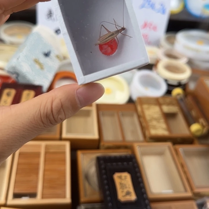 辉***儿随单 和葫芦皮筒子一起发