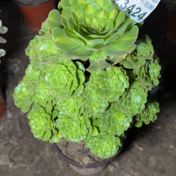 23424琉璃多肉植物