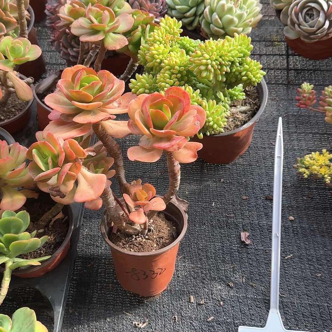 红梅老桩多肉植物