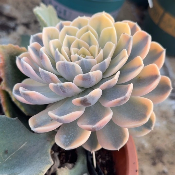 气**?汉堡锦腹轮锦带嫁接木