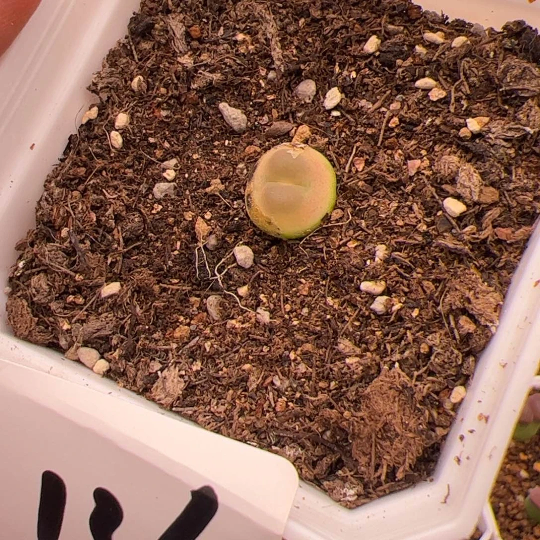 6.2拉登福利多肉，136