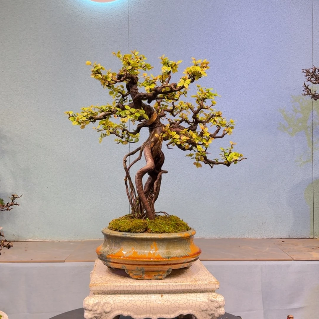 六***树无花朵111111111111111