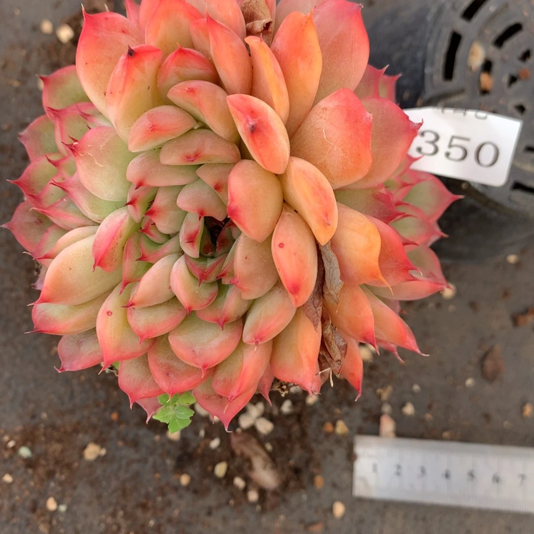 7350杂交精品基地10厘米
