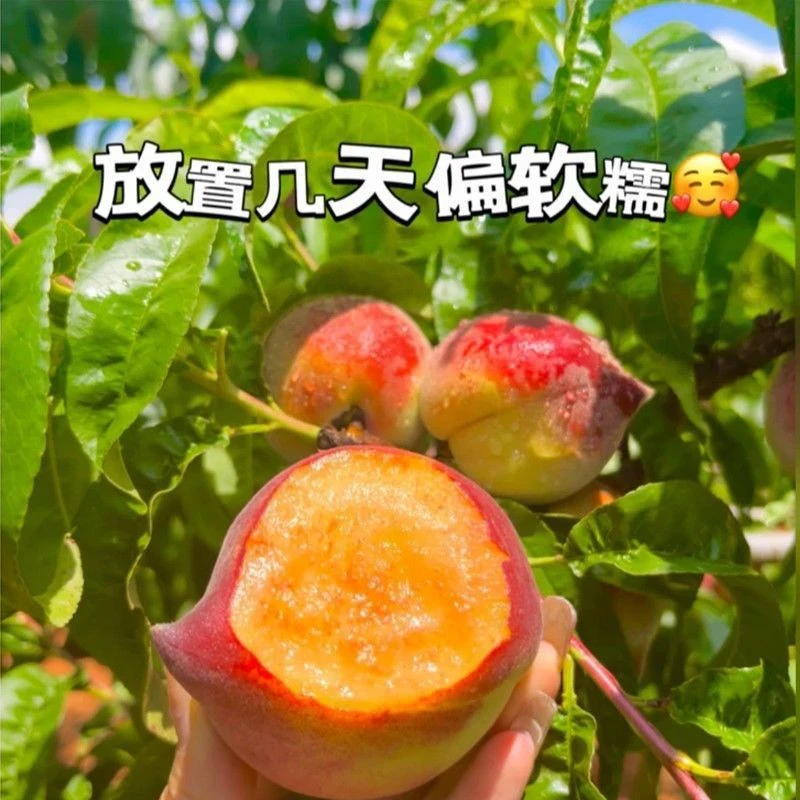 【水蜜桃顺丰】攀枝花黑美人水蜜桃火焰桃新鲜水果鹰嘴桃果园直发